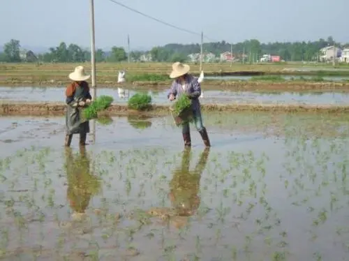 【民生小事这样解决㊶】抛秧现场会