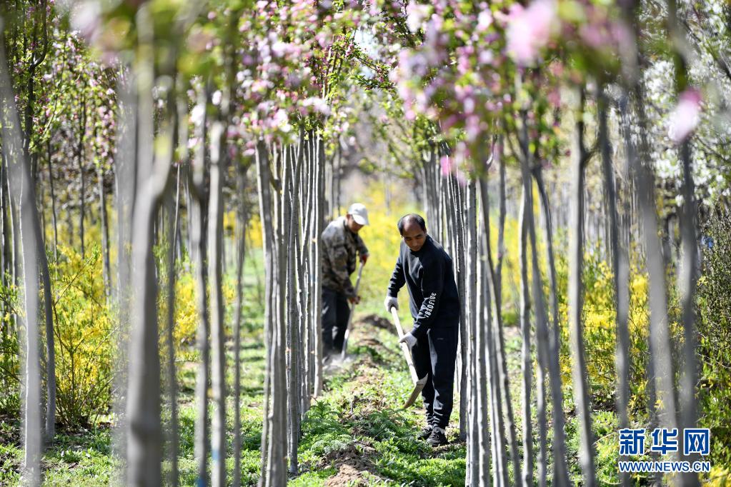 河北丰南：苗木花卉产业催开“美丽经济”