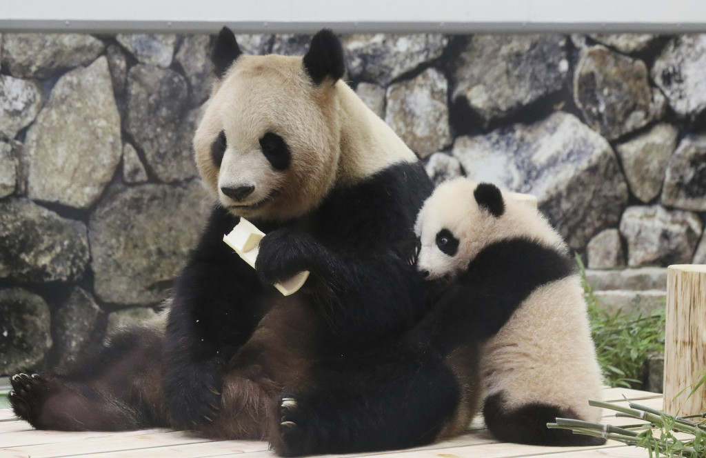 旅日大熊猫宝宝"枫滨"和妈妈嬉戏玩耍