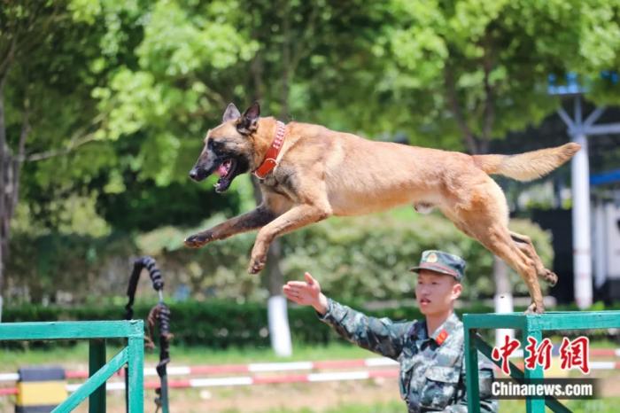 是武警贵州总队机动支队的一名训犬员,他所训练的军犬名叫"汉迪"