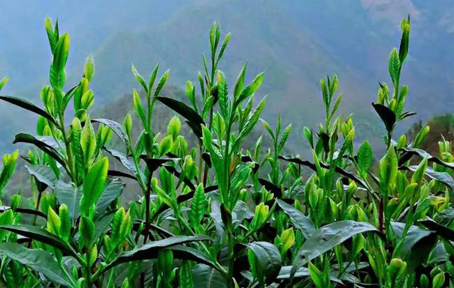 【民生小事这样解决（52）】茶叶生产有“茶长”