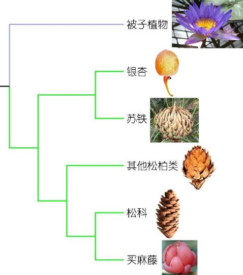 1.26亿年前化石揭秘花朵起源之谜 助解达尔文进化论相悖困惑