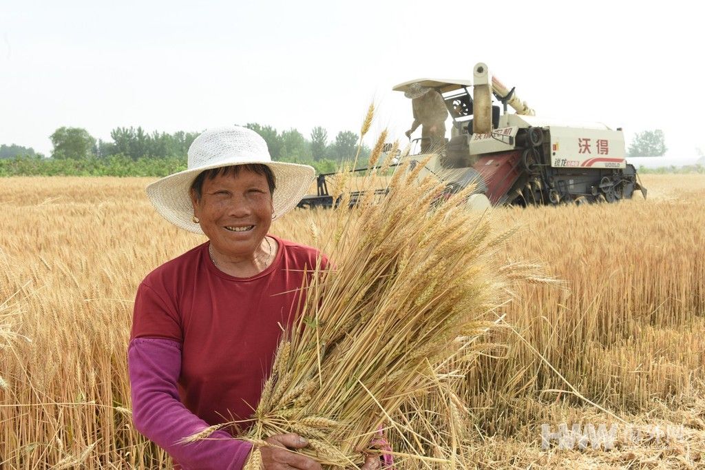 江苏连云港小麦开机收割 亩均增产达两成以上