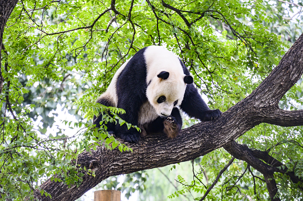 北京:动物园大熊猫上树玩耍萌态可爱