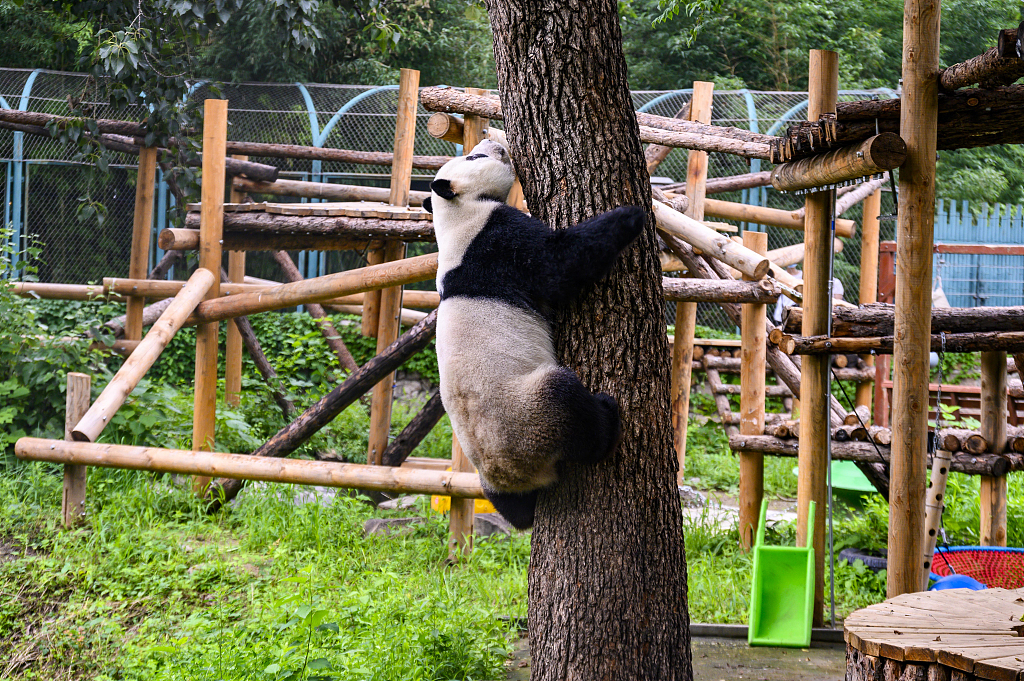 北京:动物园大熊猫上树玩耍萌态可爱