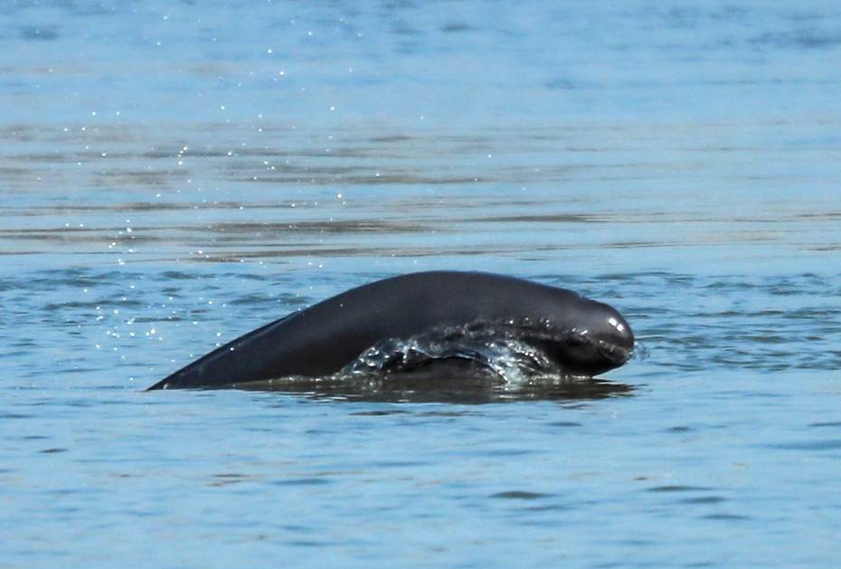 长江江豚舞秋波