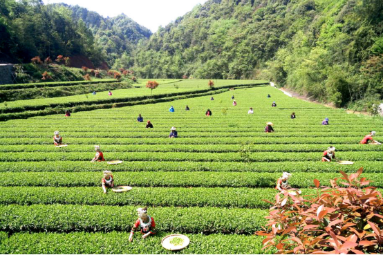 沅陵县茶叶基地 采茶(沅陵县乡村振兴局 供图)