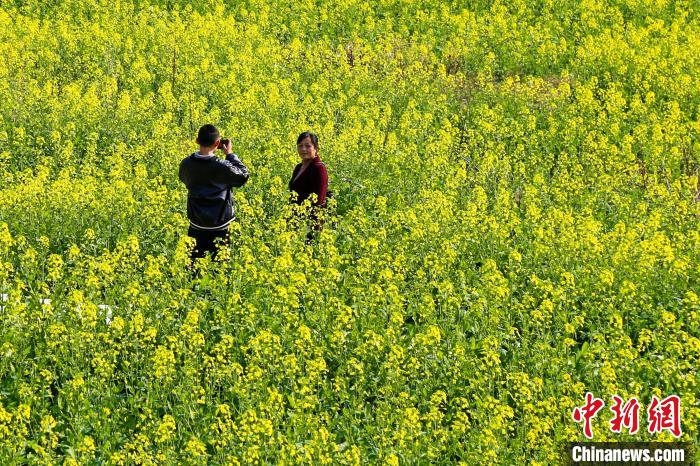 春暖花开 航拍江西万安美丽乡村繁花似锦