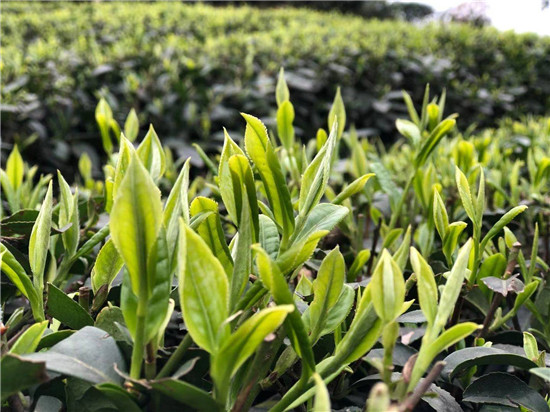 春茶关系茶农一年的收入,每年的3月初至4月中旬谷雨前是春茶的采摘