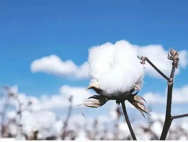 【侠客岛】“抵制新疆棉花”，一场设计了一年多的阴谋