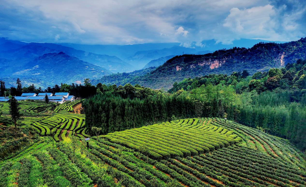 2021中国乐山·马边第四届小凉山采茶节启幕 - 文化旅游 - 海外网