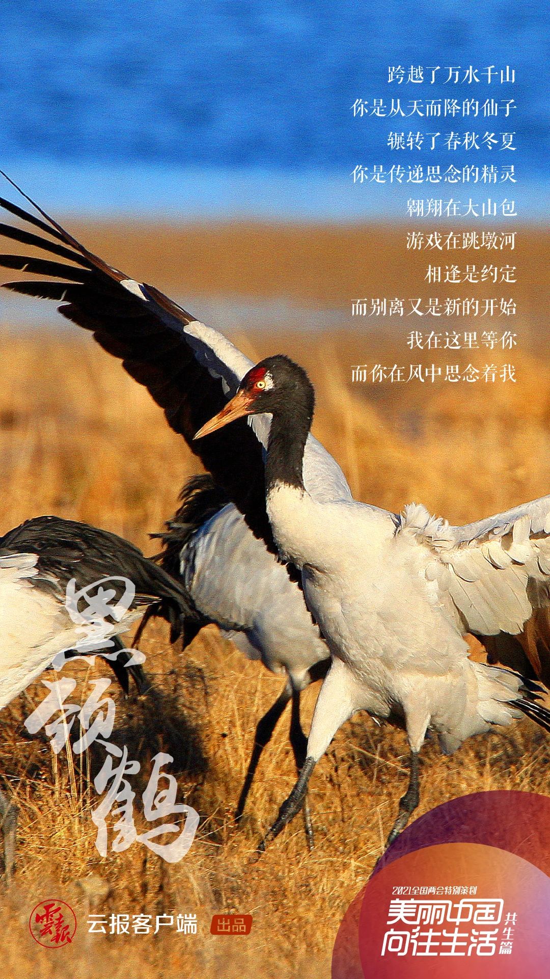 1622972302896520.jpg 22.jpg