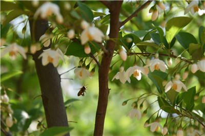 玉玲花开尽芳菲