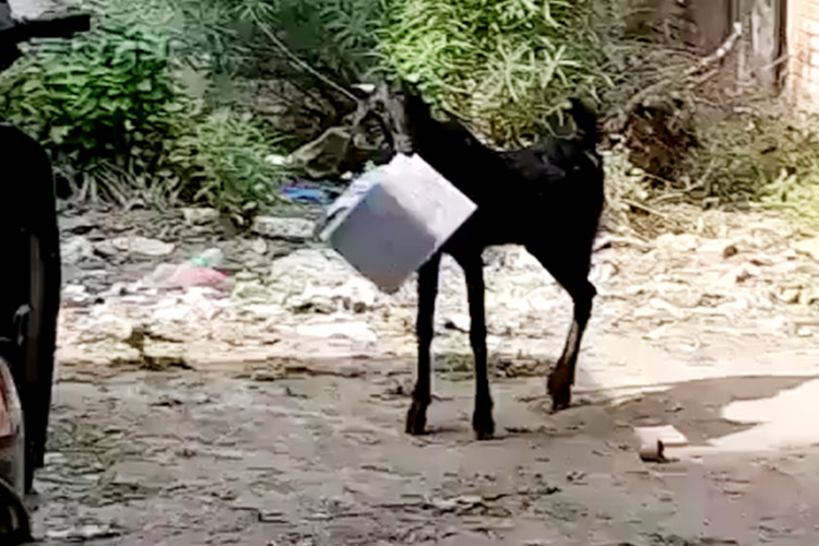 Goat-India.jpg