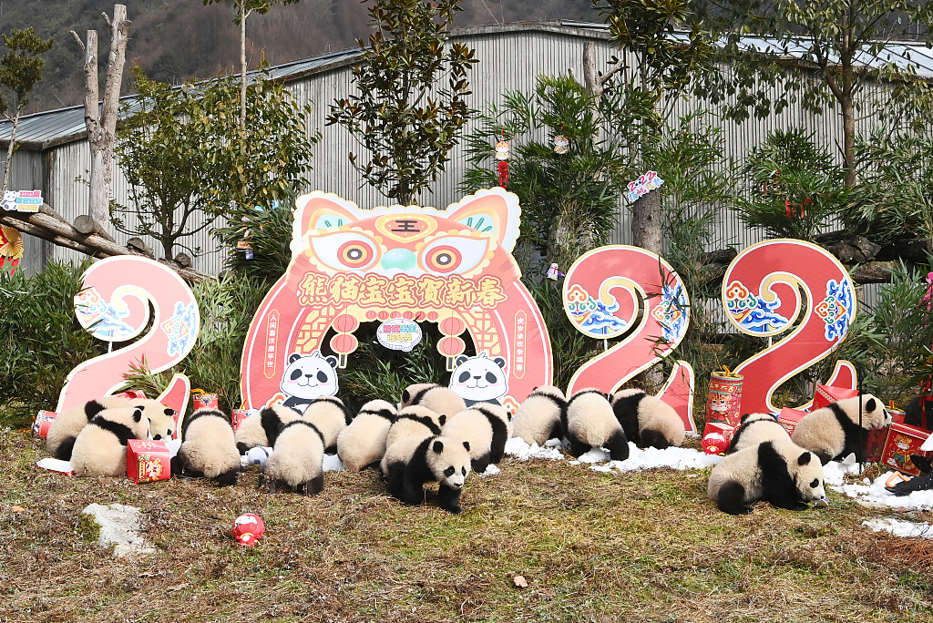 四川阿坝：“2021级”熊猫宝宝集体亮相贺新春