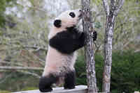 旅法大熊貓與游客見面