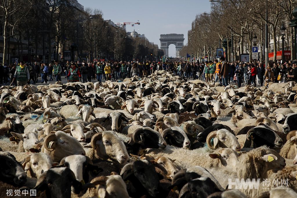 巴黎举行国际农博会 萌羊“占领”香榭丽舍大道