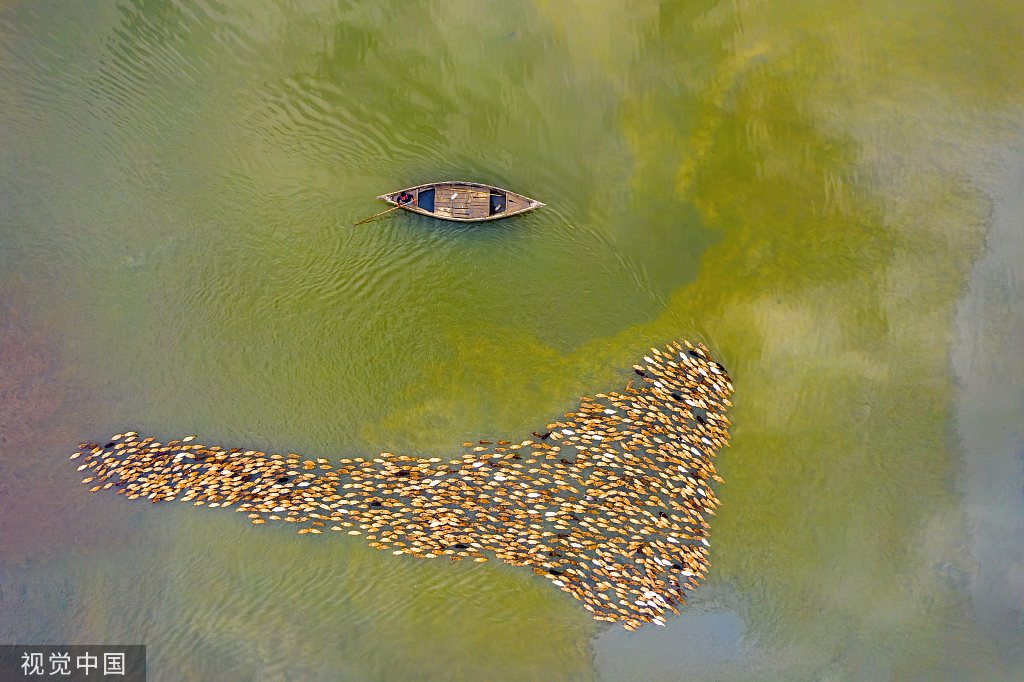 孟加拉：成群鸭子水面觅食 队形变换莫测流动感十足