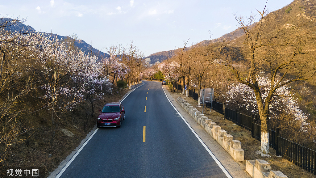 北京：京郊“最美公路”昌赤路繁花似锦 车辆如在花海中行驶