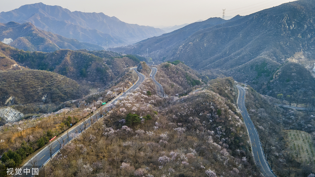 北京：京郊“最美公路”昌赤路繁花似锦 车辆如在花海中行驶