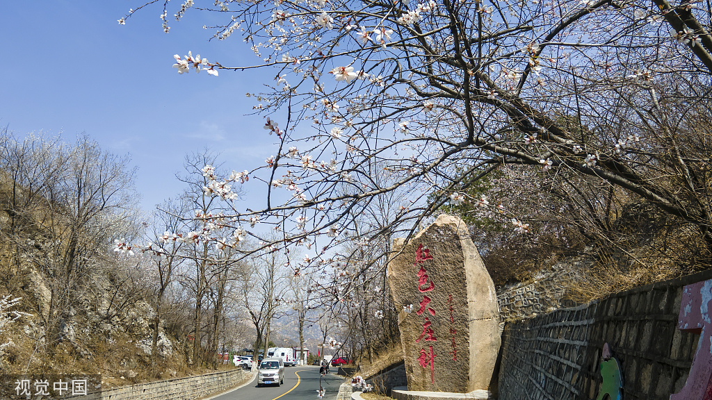 北京：京郊“最美公路”昌赤路繁花似锦 车辆如在花海中行驶