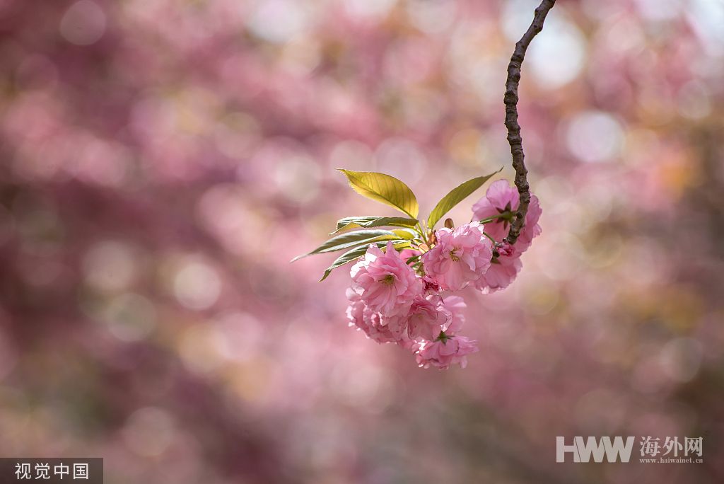 山东临沂：樱花盛开 市民畅游粉色花海