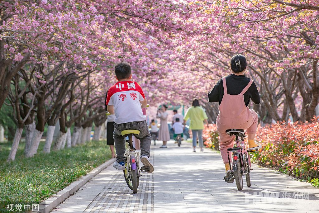 山东临沂：樱花盛开 市民畅游粉色花海