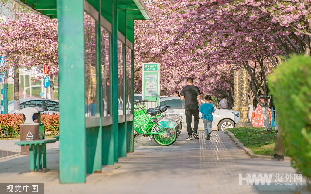 山东临沂：樱花盛开 市民畅游粉色花海