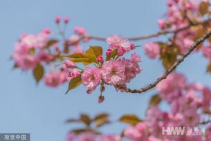 山东临沂：樱花盛开 市民畅游粉色花海