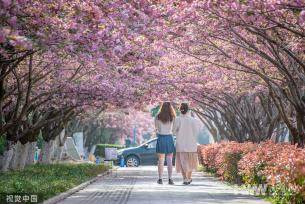 山东临沂：樱花盛开 市民畅游粉色花海