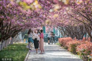 山东临沂：樱花盛开 市民畅游粉色花海