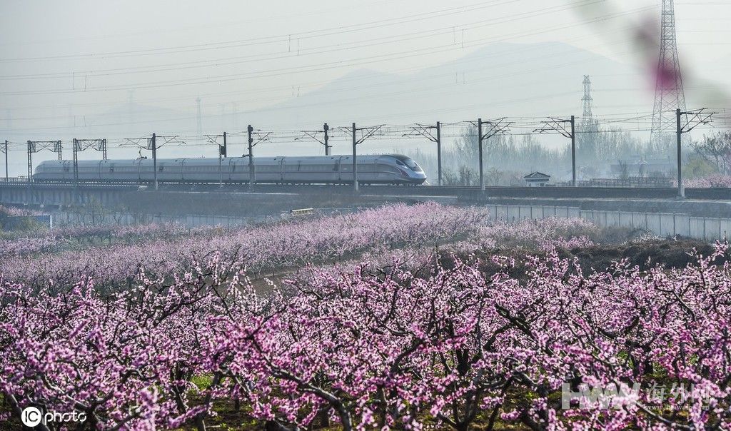 山东青岛万亩桃花进入盛花期