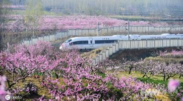 山东青岛万亩桃花进入盛花期