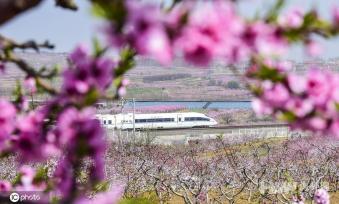 山东青岛万亩桃花进入盛花期