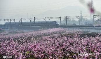 山东青岛万亩桃花进入盛花期