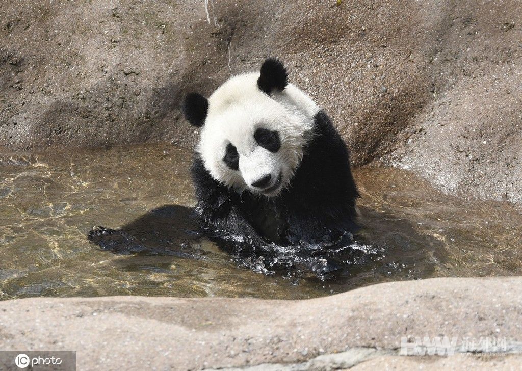旅日大熊猫“枫浜”户外玩耍 萌萌哒超可爱