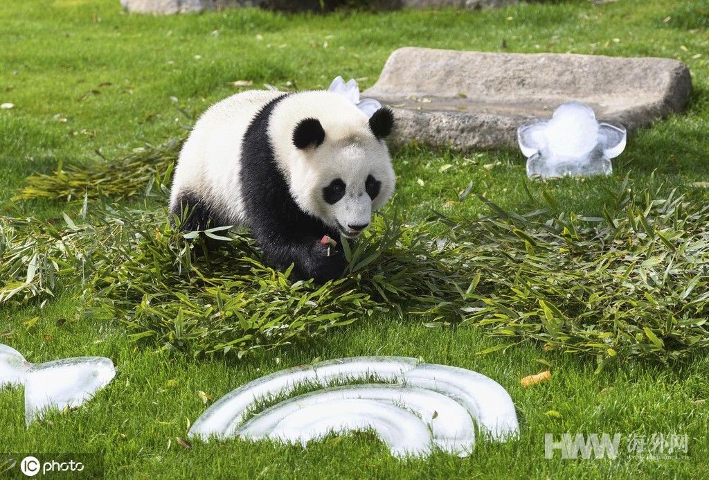 旅日大熊猫“枫浜”户外玩耍 萌萌哒超可爱
