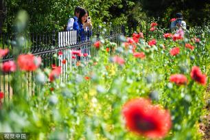 北京：国家植物园正式揭牌 四时风光绚丽多姿