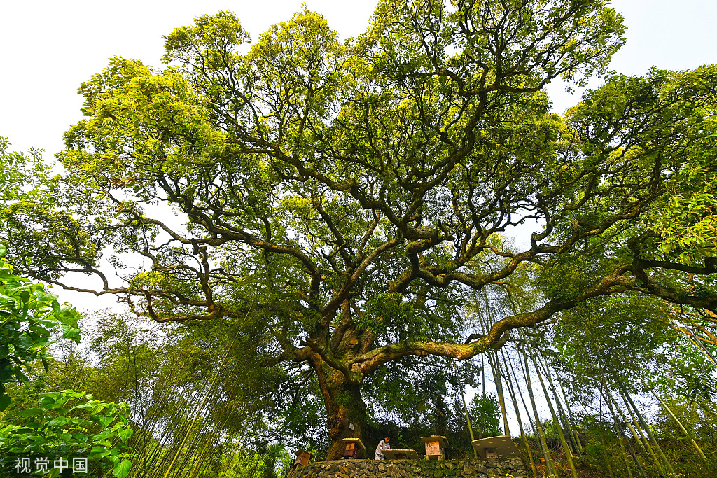 杭州树龄500年苦槠树花开满枝