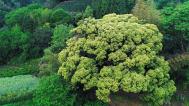 杭州树龄500年苦槠树花开满枝