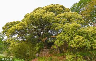 杭州树龄500年苦槠树花开满枝