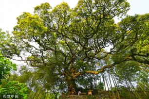 杭州树龄500年苦槠树花开满枝