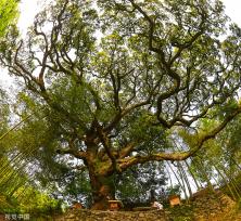 杭州树龄500年苦槠树花开满枝