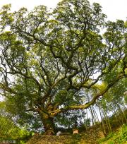 杭州树龄500年苦槠树花开满枝