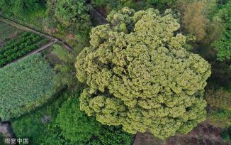 杭州树龄500年苦槠树花开满枝