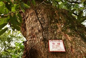 杭州树龄500年苦槠树花开满枝