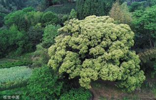 杭州树龄500年苦槠树花开满枝