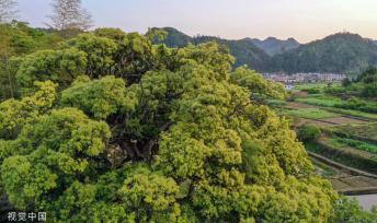 杭州树龄500年苦槠树花开满枝