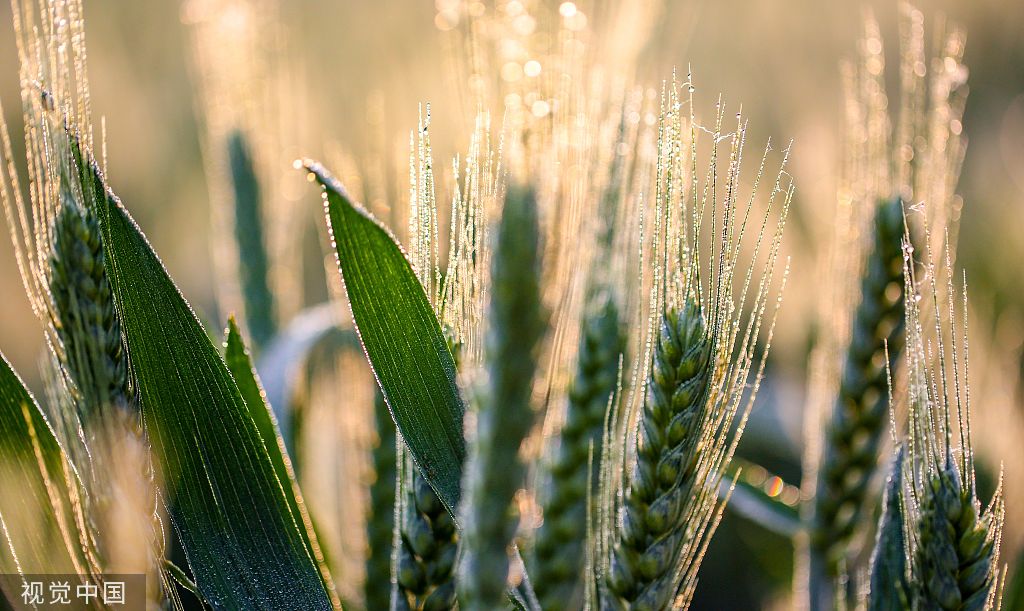 河北邯郸：万亩麦海“珠光”闪耀