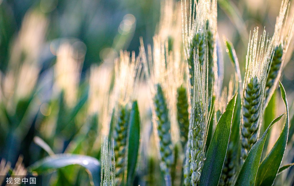 河北邯郸：万亩麦海“珠光”闪耀